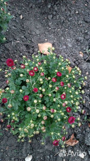 Хризантемы мультифлора