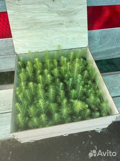 Саженцы ели окс от производителя