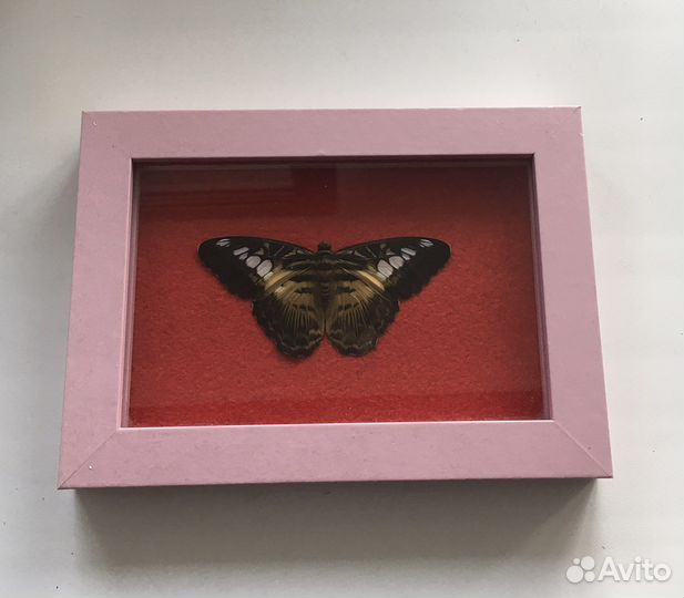 Бабочка сушеная в рамке