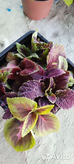 Колеусы набор