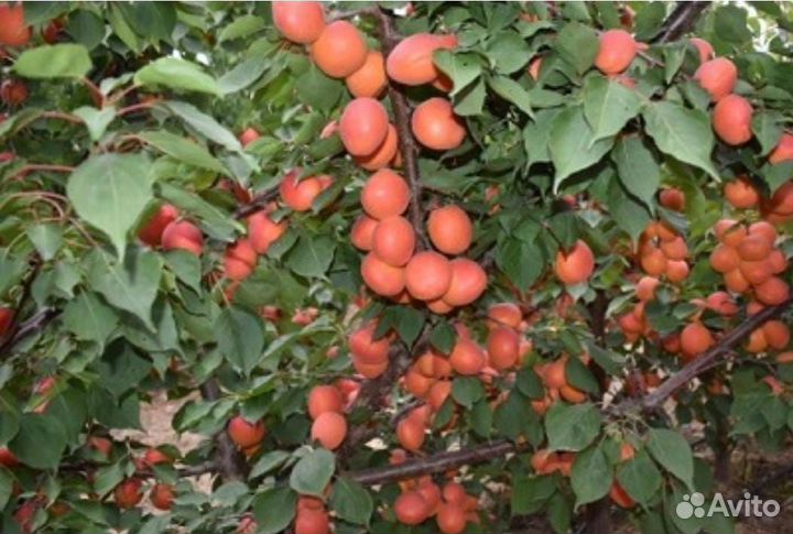 Саженцы абрикоса