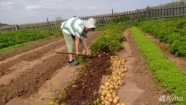 Киви картофель на посадку
