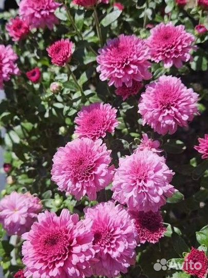 Хризантема шаровидная мультифлора розовый цвет
