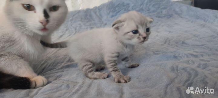 Кошка в добрые руки