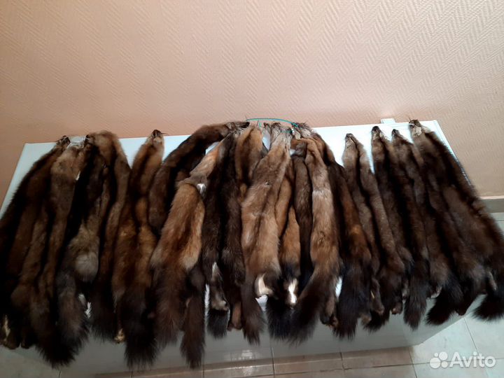 Шкурки соболя