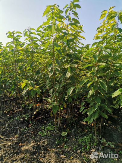 Саженцы плодовых деревьев