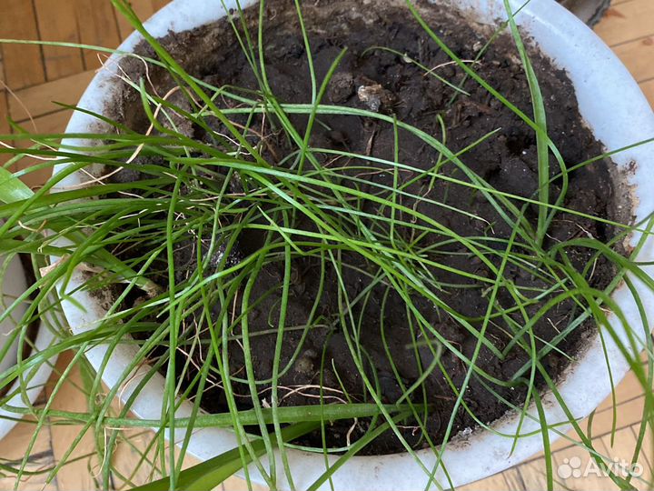 Индийский /китайский/ лук