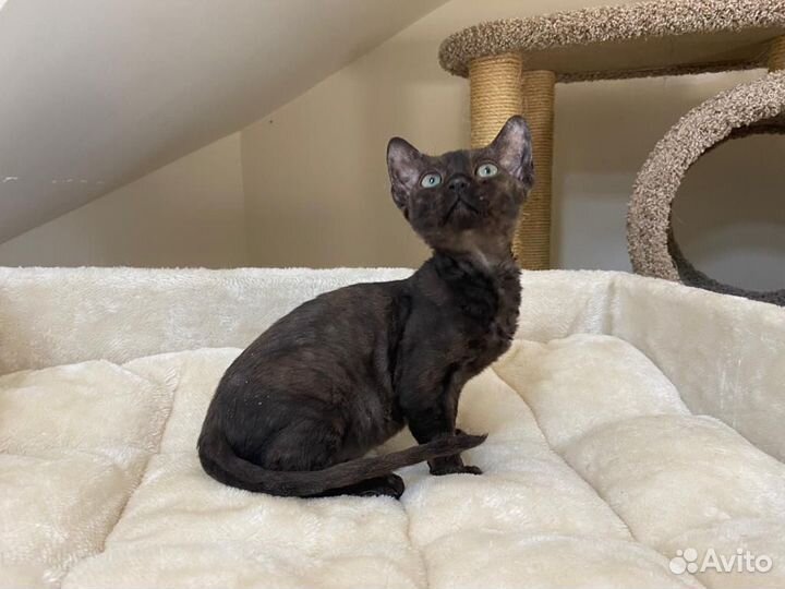 Девон рекс черный Артемон