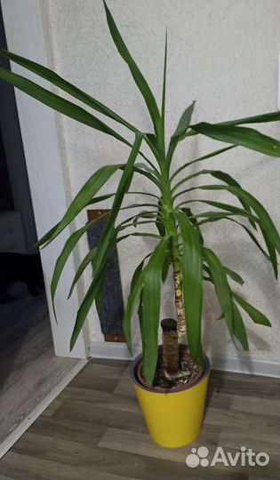Комнатные цветы юкка