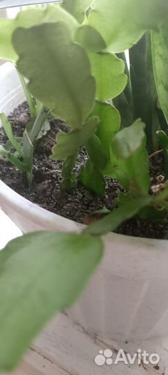 Декабрист шлюмбергера