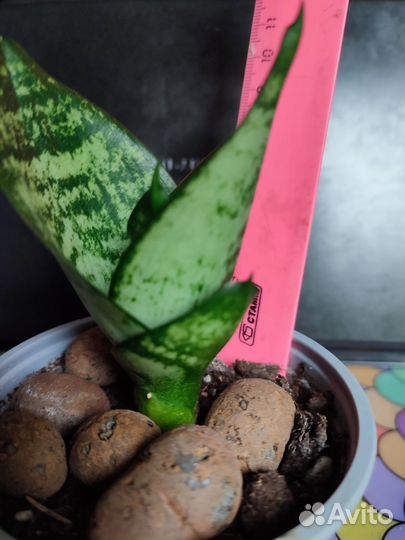 Сансевиерия ханни