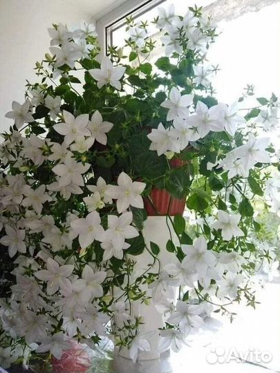 Кампанула. Почтой отправляю