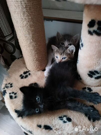 Кошки в добрые руки бесплатно