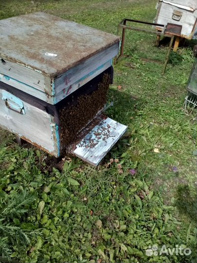 Оборудование для пасеки