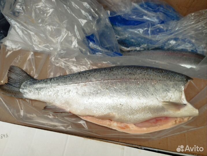 Лосось, (форель)