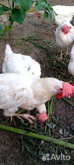 Куры несушки легорны