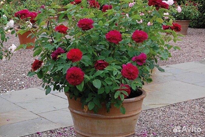 Саженцы Роз Вильям Шекспир 2000