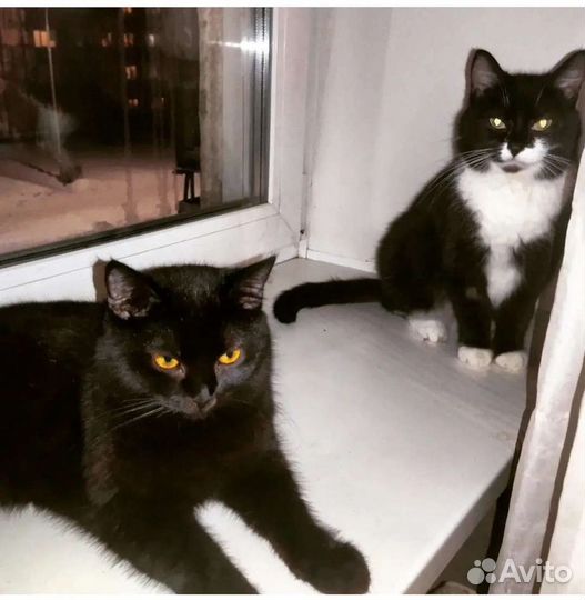 Кошечка Марго