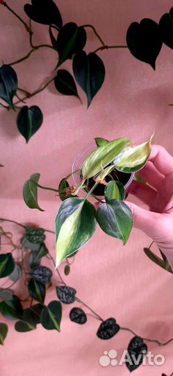 Филодендроны,сциндапсусы,эпипремнум