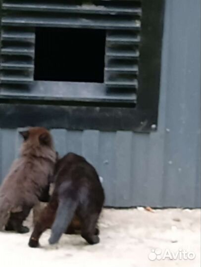 Котята ищут дом или передержку