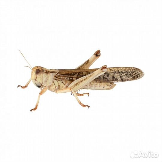 Кормовые насекомые для рептилий и птиц