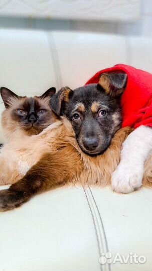 Щенок в добрые руки