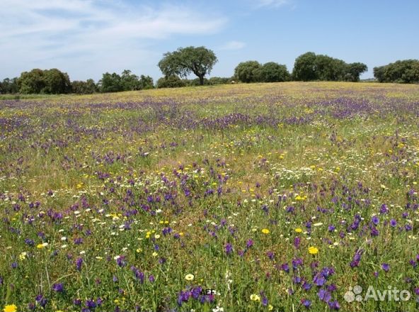 Мед 2024 года натуральный опт
