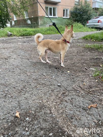 Собака в добрые руки маленькая порода