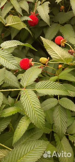 Тибетская малина саженцы норвежская ежемалина