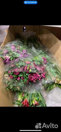 Цветы альстромерия