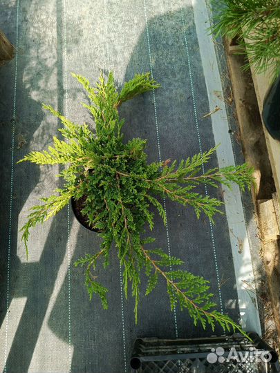 Можжевельники горизонтальные