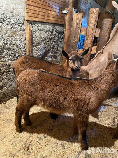 Альпийские козлята