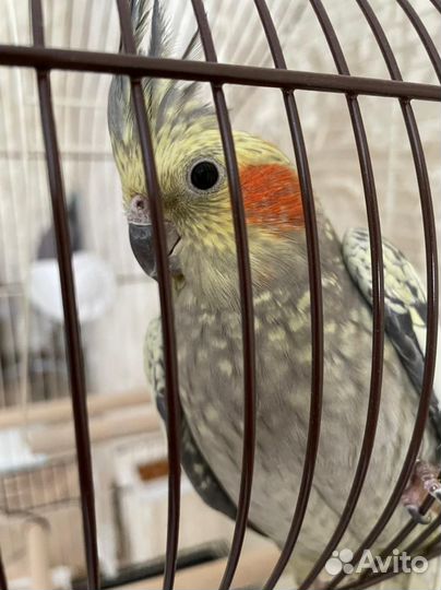 Попугай Карелла самец