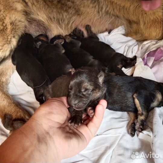 Продам щенков немецкой овчарки