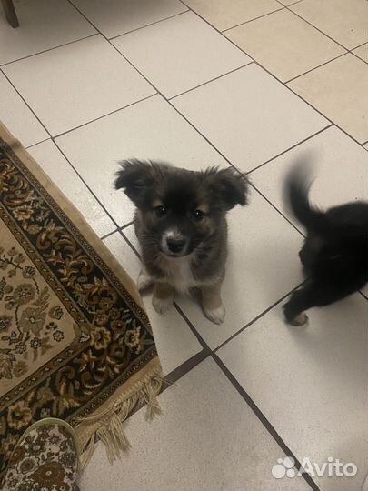 Щенки в добрые рук