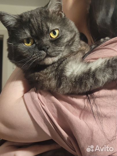 Шотландский кот вязка
