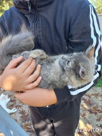 Кошка