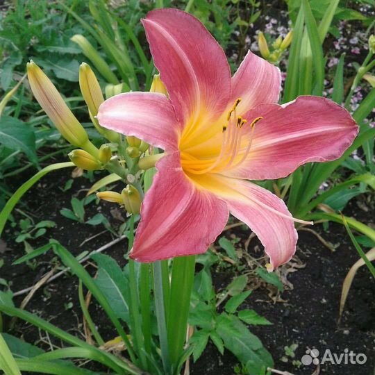 Лилейники сортовые