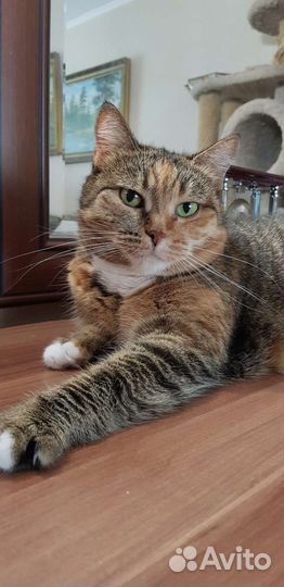 Кошка Соня 2года метиска привита стерильна