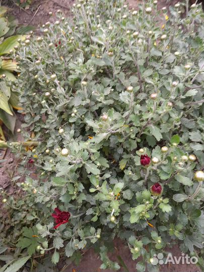 Хризантемы мультифлора