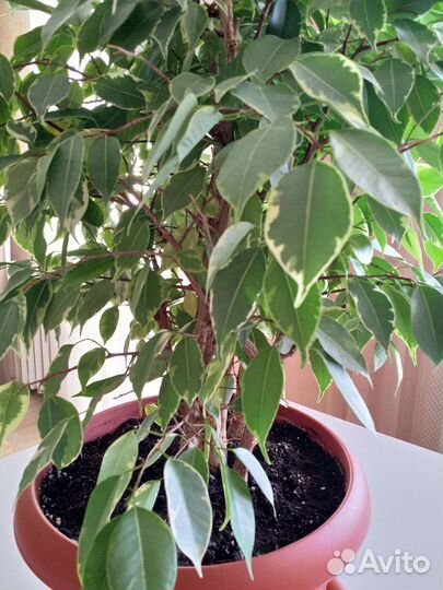 Продам цветы комнатные