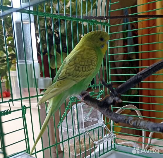 Отдам бесплатно волнистого попугая