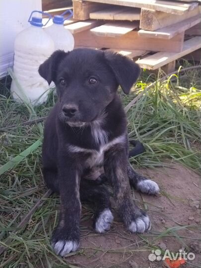 Щенок двортерьер