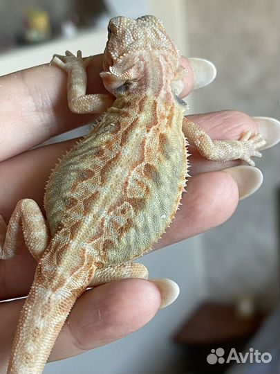 Агама самка