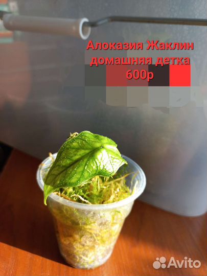 Комнатные растентя