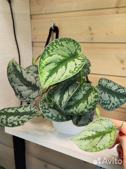 Сциндапсус Пиктус Экзотика