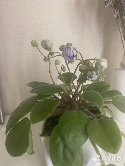 Трейлерные фиалки