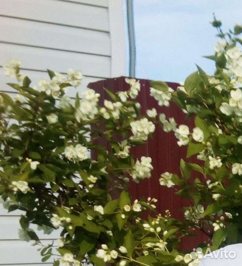 Декоративные кустарники