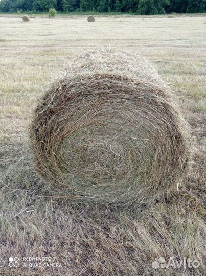 Сено в рулонах луговое с доставкой