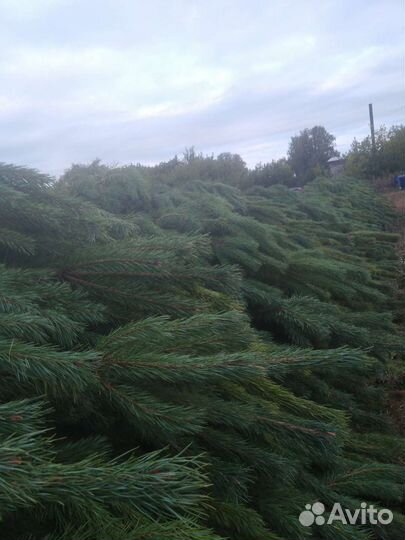 Сосна новогодняя ёлка